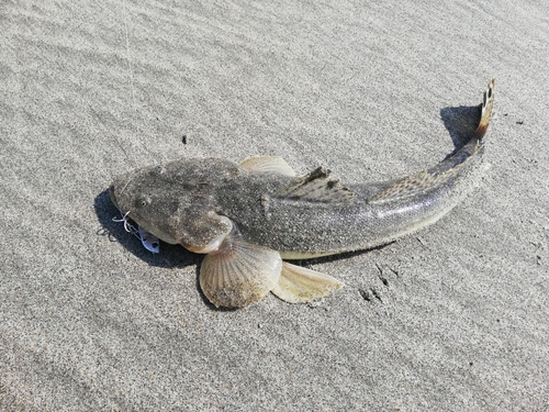 マゴチの釣果