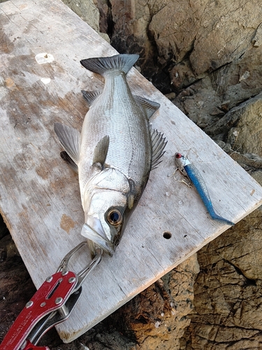 セイゴ（ヒラスズキ）の釣果