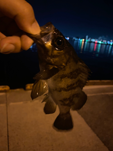 メバルの釣果