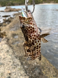 カンモンハタの釣果