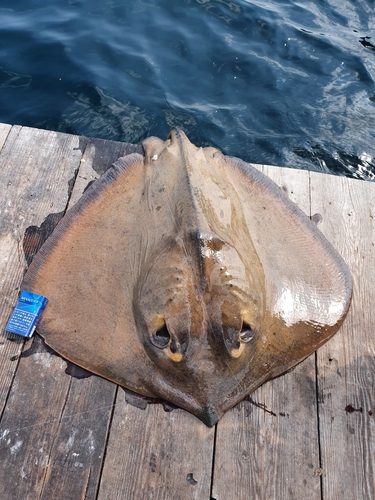 アカエイの釣果