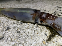 ケンサキイカの釣果