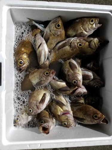 チャメバルの釣果