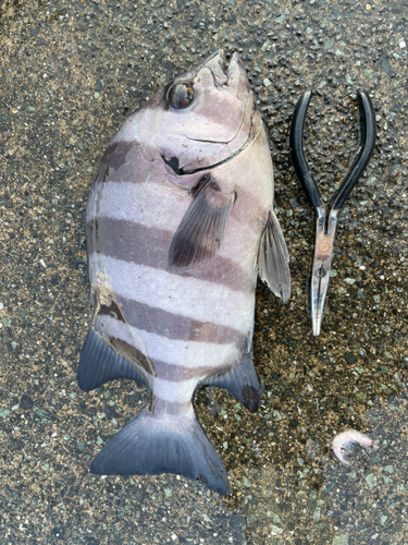 イシダイの釣果