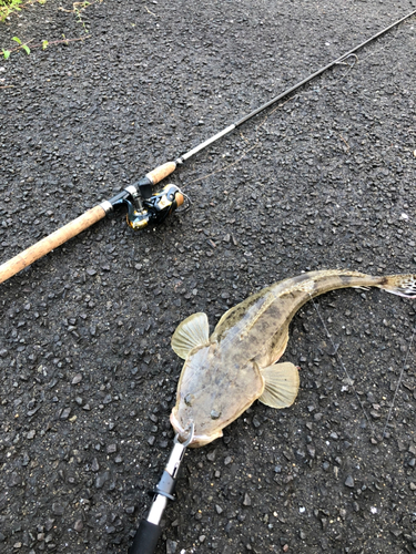 マゴチの釣果