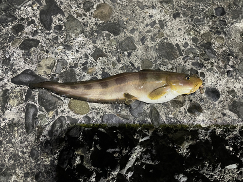 ゴンズイの釣果