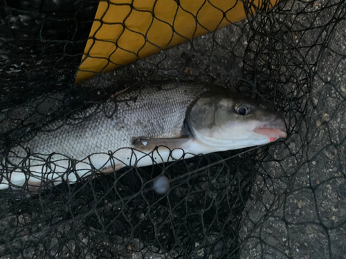 ウグイの釣果