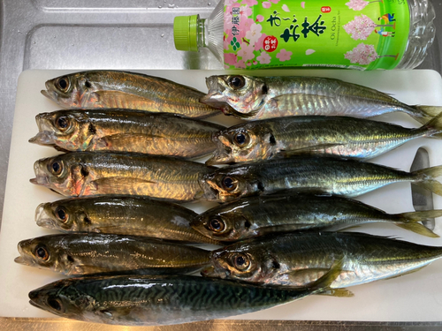 アジの釣果