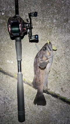 クロソイの釣果