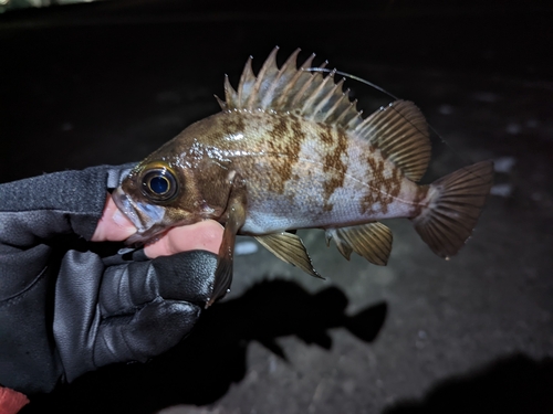 メバルの釣果