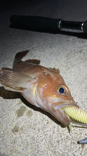 エゾメバルの釣果