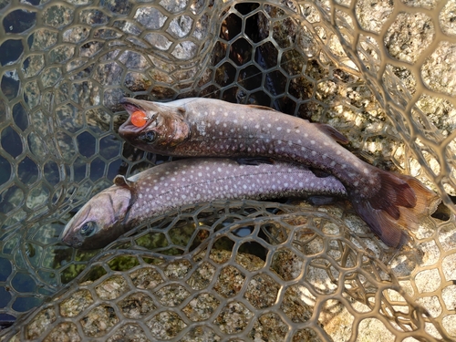 イワナの釣果