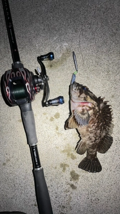 オウゴンムラソイの釣果