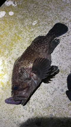 オウゴンムラソイの釣果