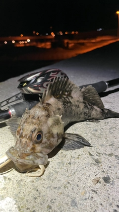 オウゴンムラソイの釣果