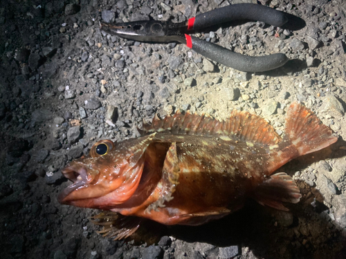 カサゴの釣果