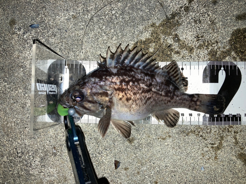 クロソイの釣果