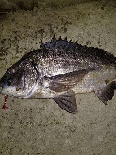 チヌの釣果