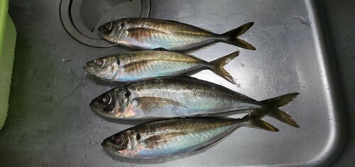 アジの釣果