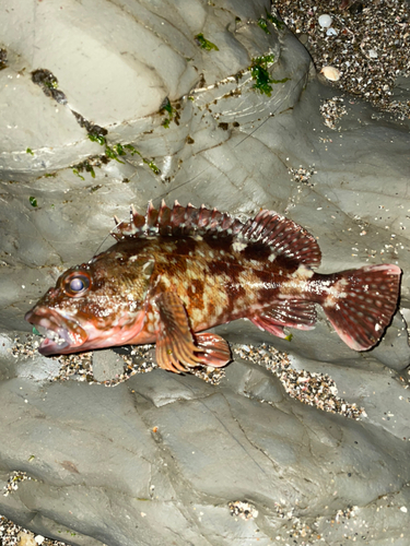 カサゴの釣果