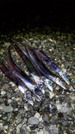 タチウオの釣果