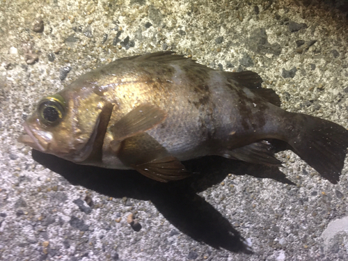 メバルの釣果