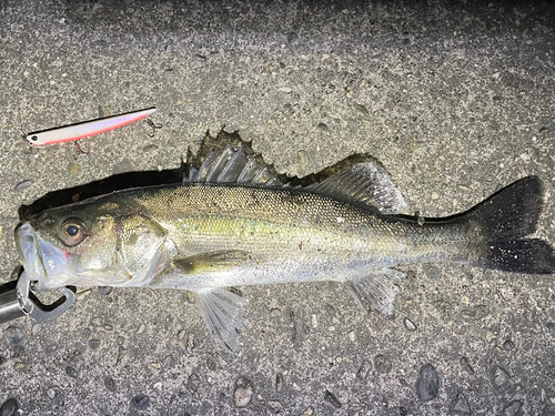 シーバスの釣果