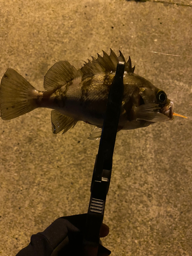 メバルの釣果