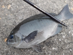 クロの釣果