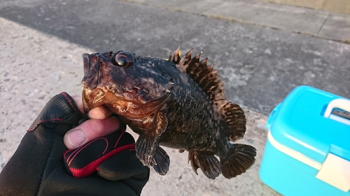 ソイの釣果