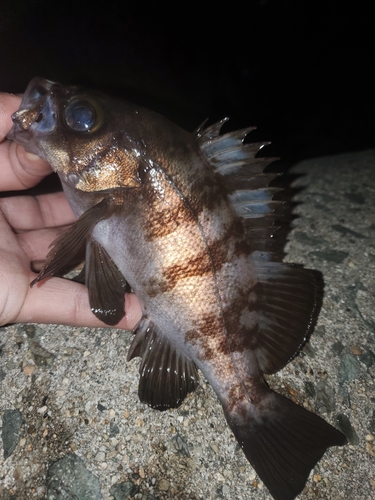 メバルの釣果