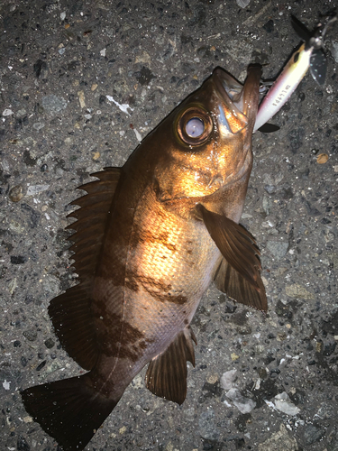 シロメバルの釣果