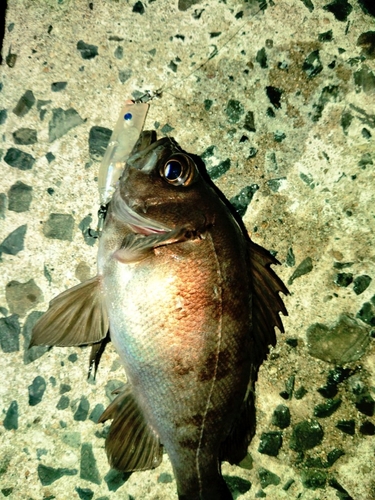 シロメバルの釣果