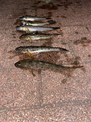 マハゼの釣果