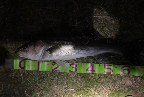 シーバスの釣果