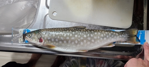 アメマスの釣果