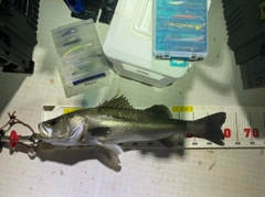 シーバスの釣果