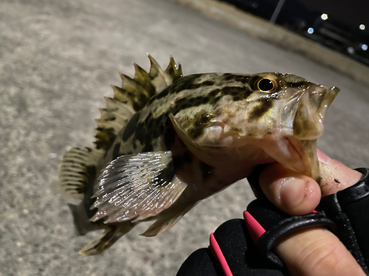 タケノコメバル