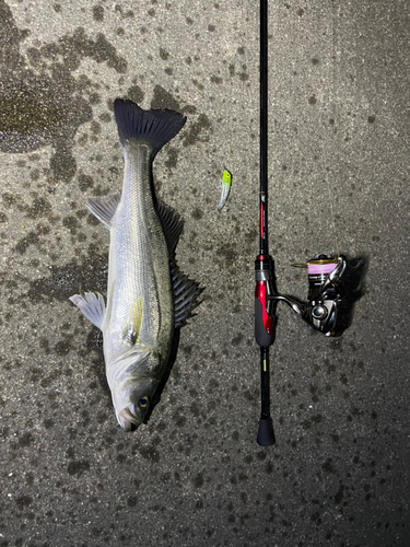 シーバスの釣果