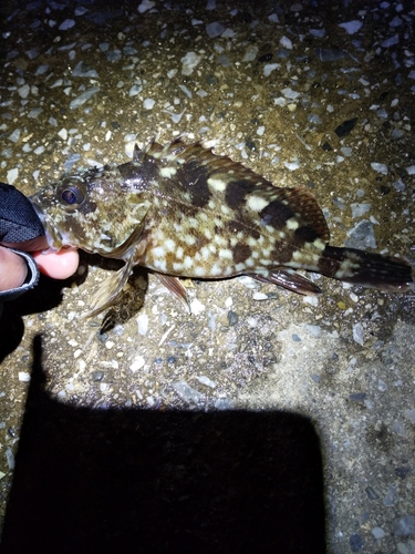 カサゴの釣果