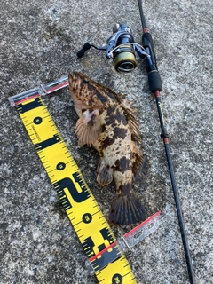 タケノコメバルの釣果
