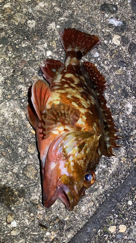 カサゴの釣果