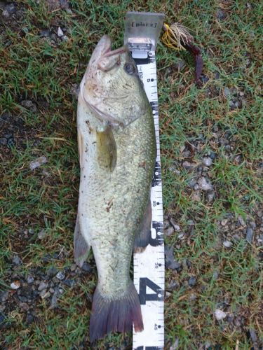 ブラックバスの釣果