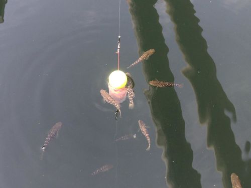 フグの釣果