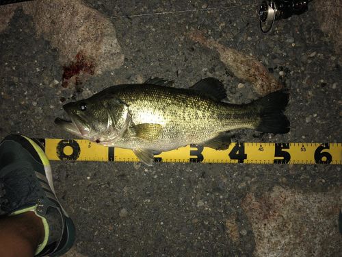 ブラックバスの釣果