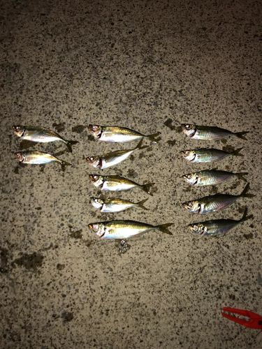 アジの釣果