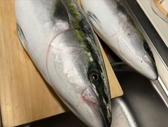 ブリの釣果