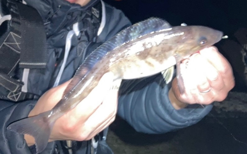 ホッケの釣果