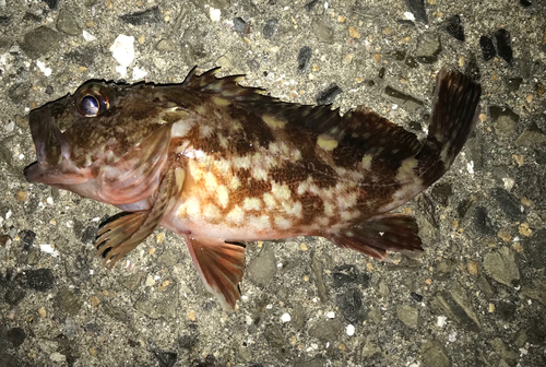 カサゴの釣果