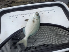 イズスミの釣果